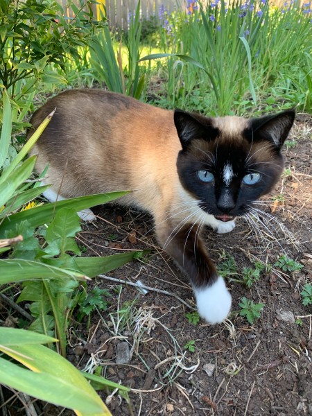 A Siamese cat in the garden.