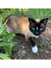 A Siamese cat in the garden.