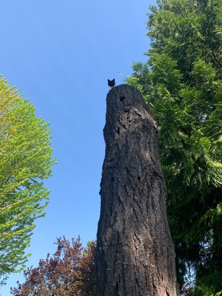 A Siamese cat high on a stump.