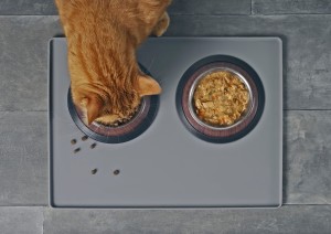 A cat eating food from a dish.