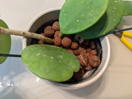 Placing the circle trellis in a pot.