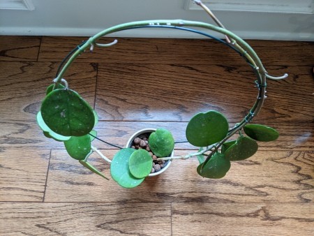 Attaching the trailing plant to the trellis.