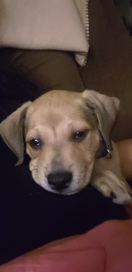 A close up of a small dog.