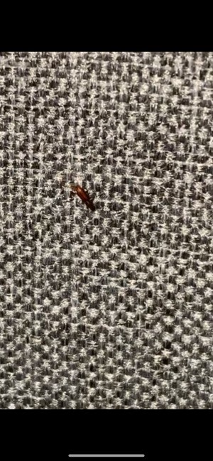 A small red brown bug on a fabric surface.