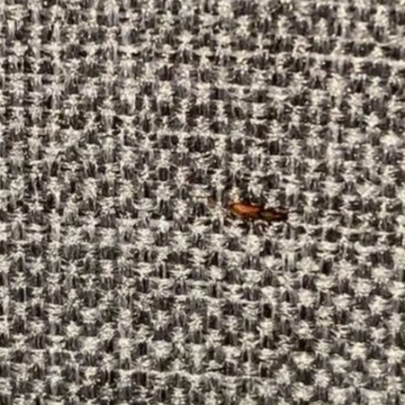A small red brown bug on a fabric surface.