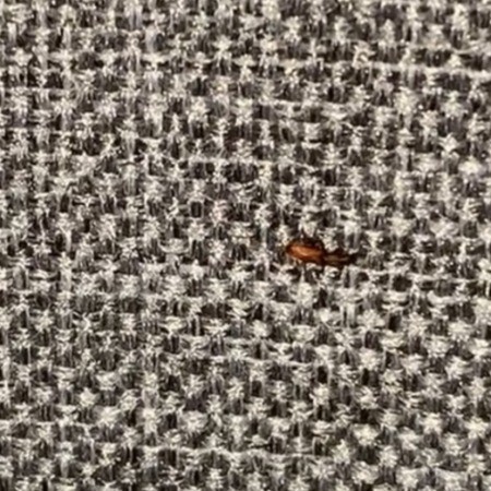 A small red brown bug on a fabric surface.