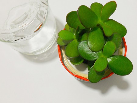 A jade plant being planted in the terrarium.