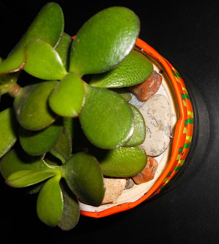 The top of a mini terrarium.