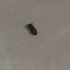 A small dark bug on a white surface.