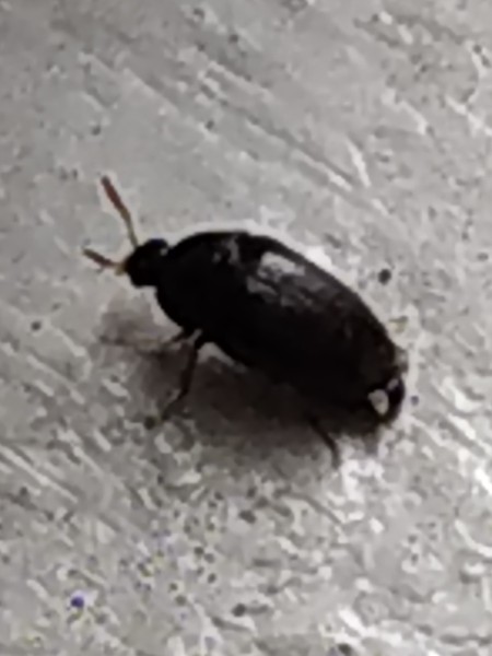 A small black beetle on a white surface.