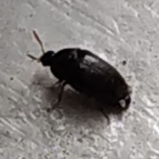 A small black beetle on a white surface.