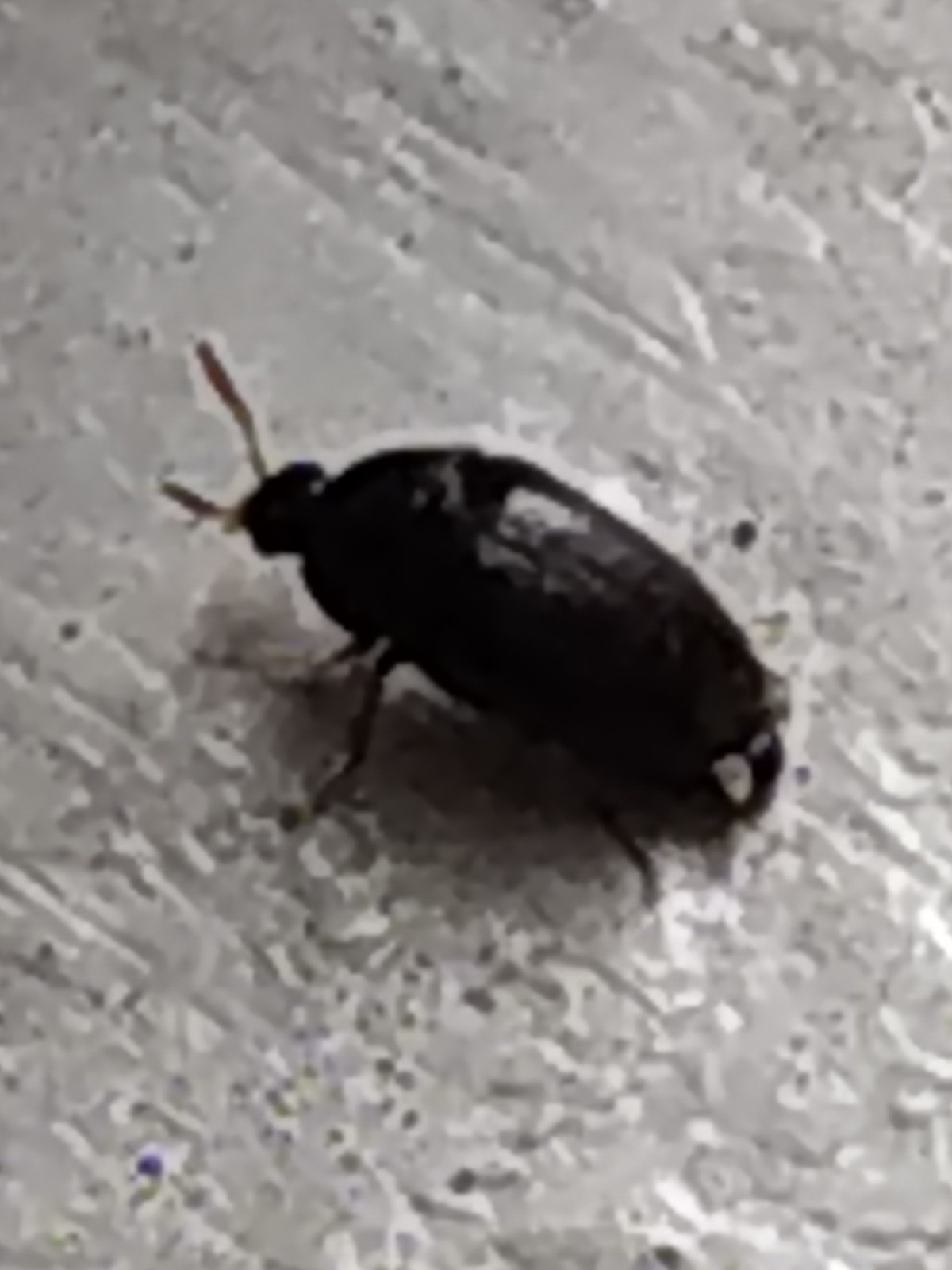 black bugs