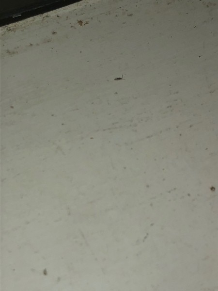 tiny black bugs in house near window