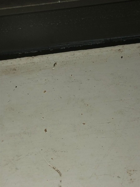 Tiny Grey and Black Bugs On My Window?