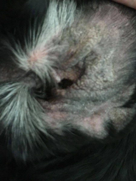 A dog's ears turned inside out.