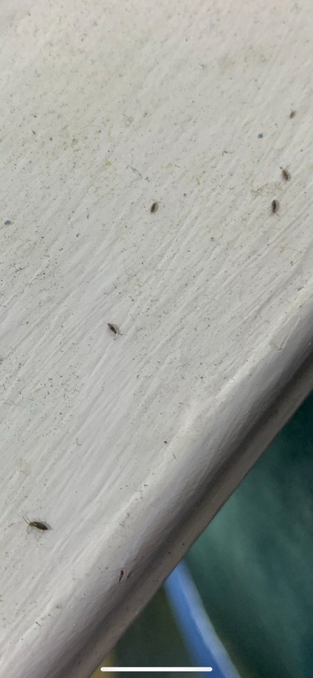 Small black bugs on a white painted surface.