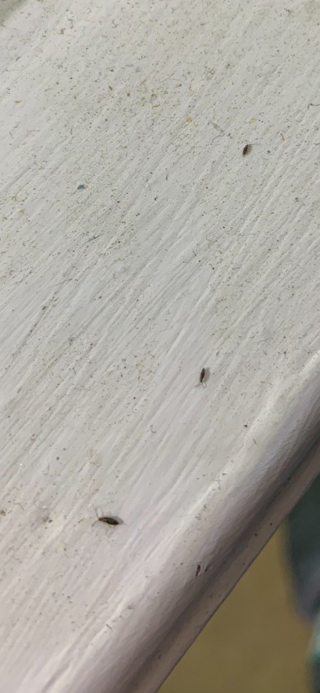 Small black bugs on a white painted surface.