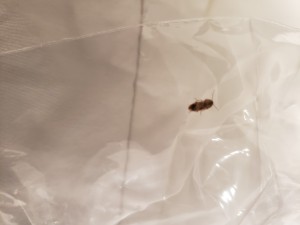 A small brown bug on a plastic surface.