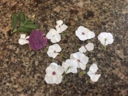 Dried flowers on a countertop.