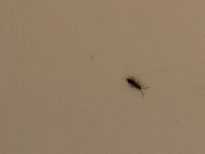 A small black bug on a light surface.