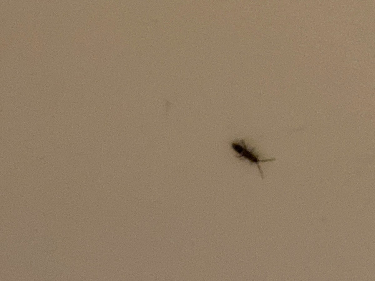 little bugs in and near my kitchen sink