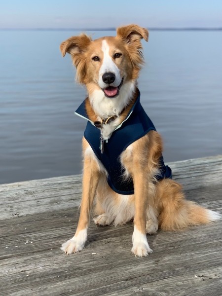 A dog wearing a life vest on a dock.