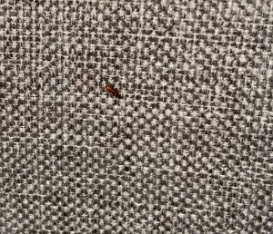 A small reddish bug on a fabric surface.
