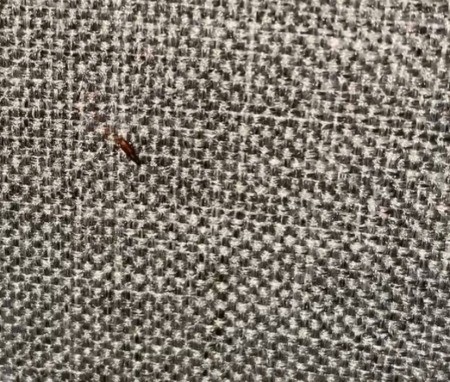 A small reddish bug on a fabric surface.