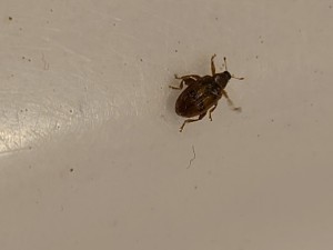A little brownish bug on a white surface.