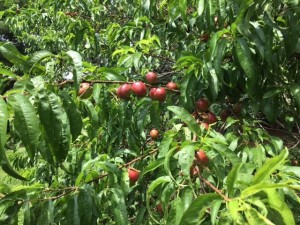 A tree with round reddish fruit.