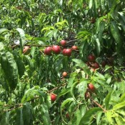 A tree with round reddish fruit.