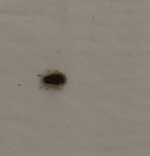 A small reddish bug on a white surface.