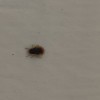 A small reddish bug on a white surface.