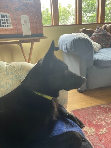 A black dog on a couch.