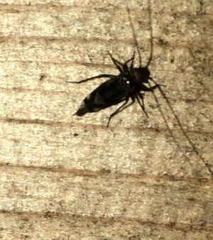A large black bug on a wooden surface.
