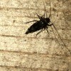 A large black bug on a wooden surface.
