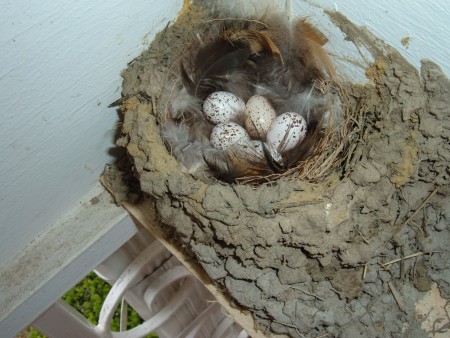 Barn Swallow eggs in a nest.