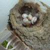 Barn Swallow eggs in a nest.