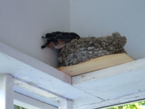 Barn Swallows on a high shelf on a porch.