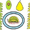 A drawing showing an avocado pear assembled on a plate.