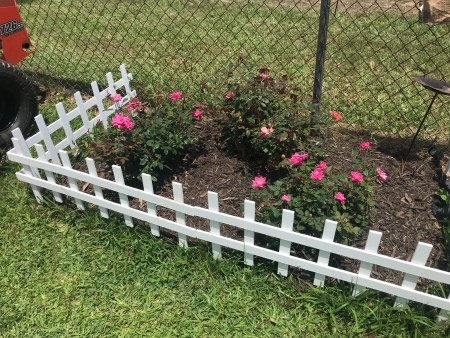 Rose bushes behind a small white picket fence.