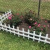Rose bushes behind a small white picket fence.