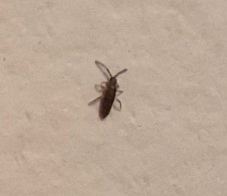 A black bug on a white surface.