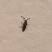 A black bug on a white surface.