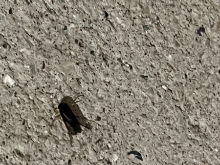 A small bug on a concrete surface.