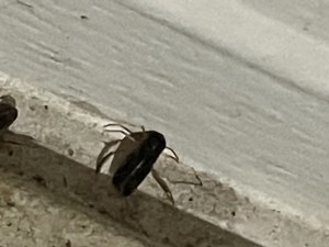 A small bug on a concrete surface.