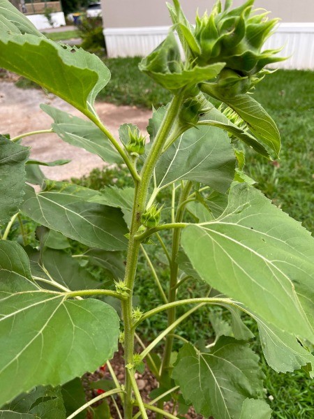 A sunflower that grows flowers up the stalk.