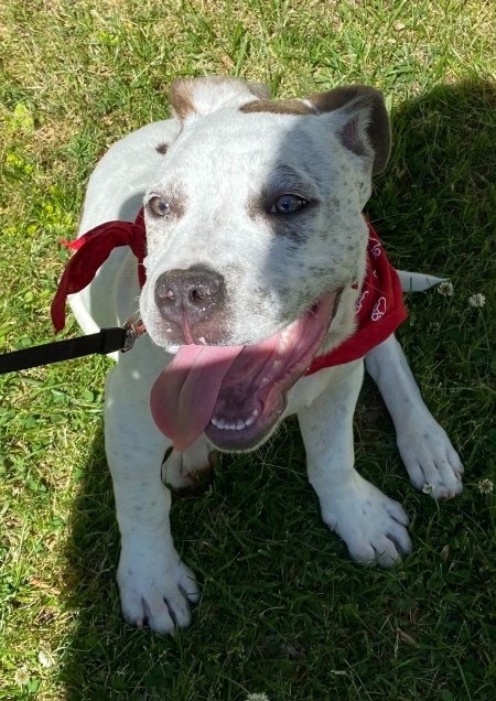 A dog on a leash in a grassy area.