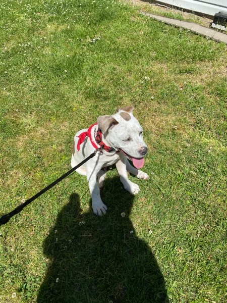 A dog on a leash in a grassy area.