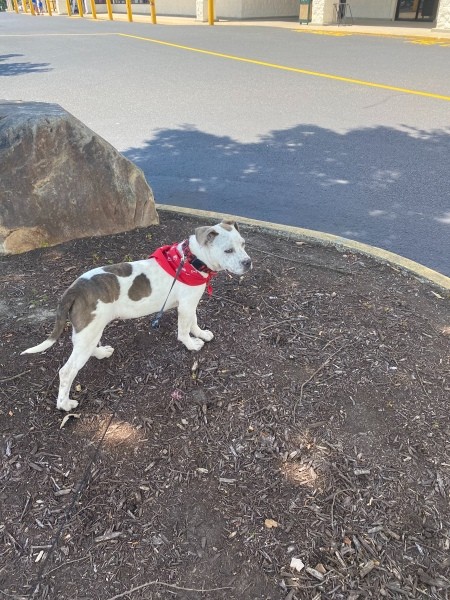 A dog on a leash in a dirt area.